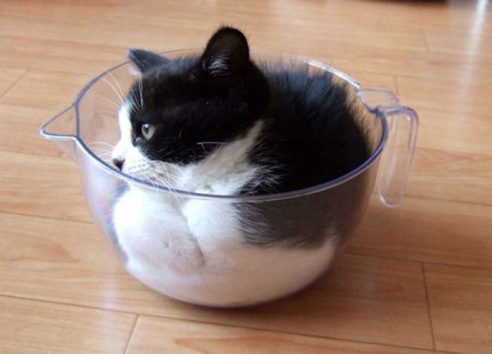 Фотоприколы. Кошки. 24 Добавлено 30-08-2007 Фотоприколы. Кошки. 24 Добавлено 30-08-2007