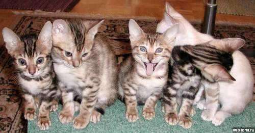 Фотоприколы. Кошки. 23 Добавлено 07-12-2006 Фотоприколы. Кошки. 23 Добавлено 07-12-2006