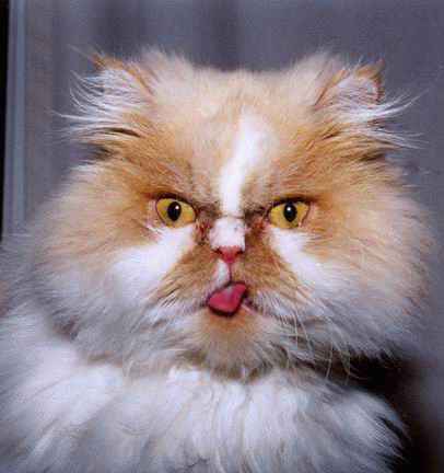 Фотоприколы. Кошки. 22 Добавлено 22-10-2006 Фотоприколы. Кошки. 22 Добавлено 22-10-2006