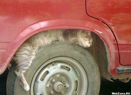 Фотоприколы. Кошки. 20 Добавлено 11-07-2006 Фотоприколы. Кошки. 20 Добавлено 11-07-2006