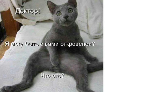 Фотоприколы. Кошки. 29 Добавлено 15-11-2008 Фотоприколы. Кошки. 29 Добавлено 15-11-2008