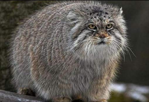 Фотоприколы. Кошки. 30 Добавлено 15-11-2008 Фотоприколы. Кошки. 30 Добавлено 15-11-2008