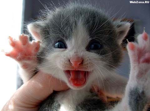 Фотоприколы. Кошки. 17 Добавлено 20-09-2005 Фотоприколы. Кошки. 17 Добавлено 20-09-2005