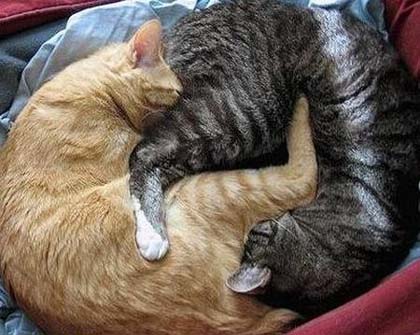 Фотоприколы. Кошки. 27 Добавлено 19-06-2008 Фотоприколы. Кошки. 27 Добавлено 19-06-2008