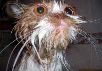 Фотоприколы. Кошки. 28 Добавлено 19-06-2008 Фотоприколы. Кошки. 28 Добавлено 19-06-2008