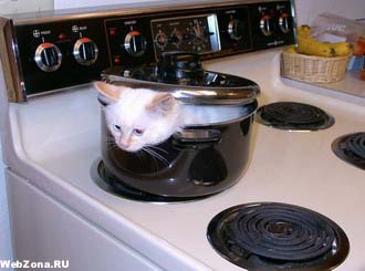 Фотоприколы. Кошки. 14 Добавлено 13-06-2005 Фотоприколы. Кошки. 14 Добавлено 13-06-2005