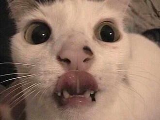 Фотоприколы. Кошки. 1 Добавлено 13-06-2005 Фотоприколы. Кошки. 1 Добавлено 13-06-2005