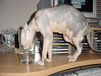 Фотоприколы. Кошки. 7 Добавлено 13-06-2005 Фотоприколы. Кошки. 7 Добавлено 13-06-2005