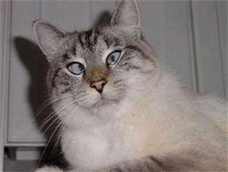 Фотоприколы. Кошки. 8 Добавлено 13-06-2005 Фотоприколы. Кошки. 8 Добавлено 13-06-2005