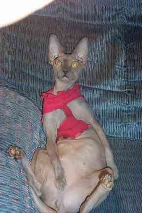 Животные 3 Животные 3