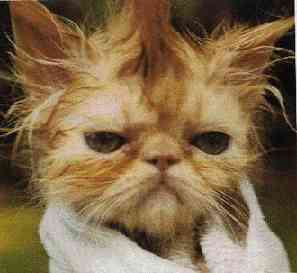 Животные 5 Животные 5