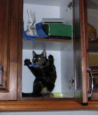 Животные 6 Животные 6