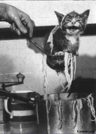 Животные 7 Животные 7