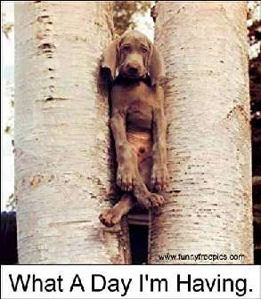 Животные 12 Добавлено 13-06-2005 Животные 12 Добавлено 13-06-2005