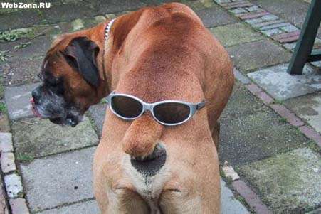 Животные 14 Добавлено 13-06-2005 Животные 14 Добавлено 13-06-2005