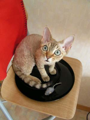 Животные 8 Добавлено 19-05-2005 Животные 8 Добавлено 19-05-2005