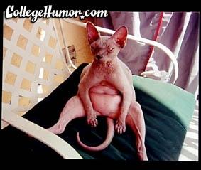 Животные 11 Добавлено 13-06-2005 Животные 11 Добавлено 13-06-2005