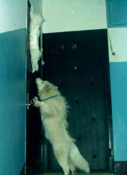 Животные 31 Добавлено 22-10-2006 Животные 31 Добавлено 22-10-2006