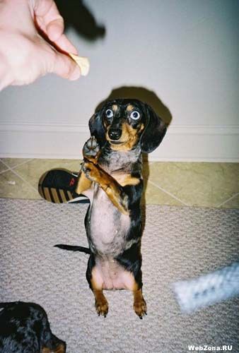 Животные 18 Добавлено 07-02-2006 Животные 18 Добавлено 07-02-2006