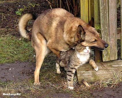 Животные 22 Добавлено 07-02-2006 Животные 22 Добавлено 07-02-2006